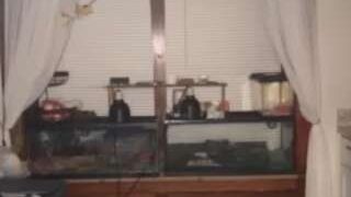 malynnagames nude on sex cam in XXX Live Sex Chat Room